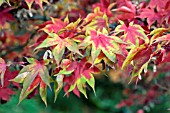 ACER PALMATUM,  OCTOBER