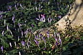 CROCUSES AMONG CYCLAMEN LEAVES