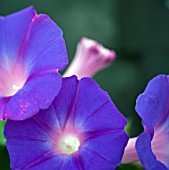 IPOMOEA,  MORNING GLORY