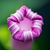 IPOMOEA,  MORNING GLORY BUD