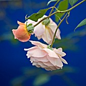 ROSA ROSA SHROPSHIRE LAD