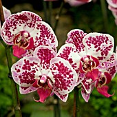 DORITAENOPSIS EVER SPRING MAGIC