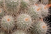 MAMMILLARIA GEMINISPINA,  CACTUS