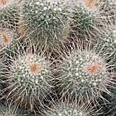 MAMMILLARIA GEMINISPINA,  CACTUS