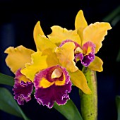 LAELIA SATASIRI DOLL X BLC TRI GOLD,  ORCHID