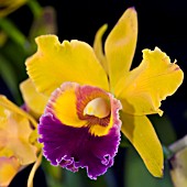 LAELIA SATASIRI DOLL X BLC TRI GOLD,  ORCHID