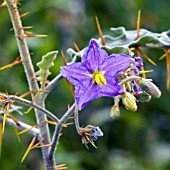 SOLANUM PYRACANTHUM