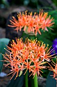 HAEMANTHUS KATHERINAE