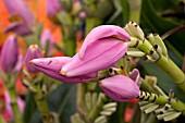 MUSA ORNATA,  BANANA