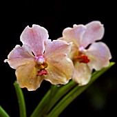 VANDA WOODLAWN GLORY X TEOH CHEA KEAT,  ORCHID