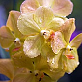 ASCOCENDA JAKKRIT GOLD,  ORCHID