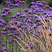 VERBENA BONARIENSIS,  AND STIPA IN ASSOCIATION,  MANIPULATED,