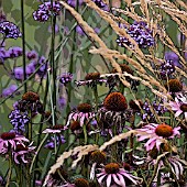 VERBENA BONARIENSIS,  ECHINACEA PURPUREA,  AND STIPA IN ASSOCIATION,  POSTERISED,  MANIPULATED