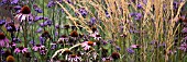 VERBENA BONARIENSIS,  ECHINACEA PURPUREA,  AND STIPA IN ASSOCIATION,  MANIPULATED,  PANORAMIC