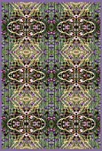 VERBENA BONARIENSIS,  STIPA AND ECHINACEA IN REPEATED KALEIDOSCOPIC PATTERN