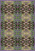 VERBENA BONARIENSIS,  STIPA AND ECHINACEA IN REPEATED KALEIDOSCOPIC PATTERN