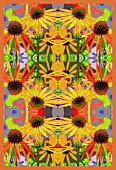 ECHINACEA ARTS PRIDE MANIPULATED,  KALEIDOSCOPIC PATTERN