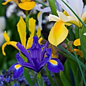 IRIS DUTCH MIXED