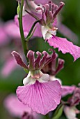 EPIDENDRUM FALCATUM,  ORCHID