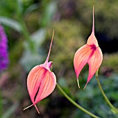 MASDEVALLIA FALCATA,  ORCHID