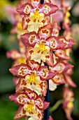 WILSONARA TIGER BREW, (ORCHID)