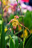 PHRAGMIPEDIUM LES DIROUILLES,  ORCHID