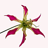 GLORIOSA ROTHSCHILDIANA