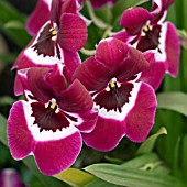 MILTONIA SAINT HEUER,  ORCHID