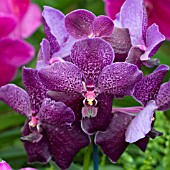 VANDA SIAM INK BLACK,  ORCHID