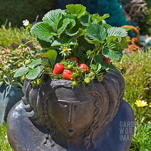DECORATIVE_PLANTER_WITH_STRAWBERRIES_PLANTED_AS_HAIR
