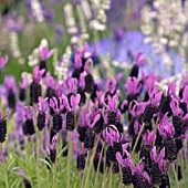 LAVANDULA AVONVIEW,  LAVENDER