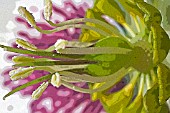 CLOSE UP OF STAMEN AND STIGMA OF HELLEBORUS X ASHWOOD HYBRID,  MANIPULATED