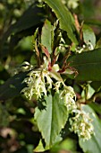 RIBES LAURIFOLIUM