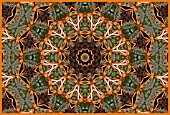CHARD,  KALEIDOSCOPIC