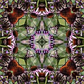VERBENA BONARIENSIS,  ECHINACEA PURPUREA,  AND STIPA IN ASSOCIATION,  POSTERISED,  MANIPULATED,  KALEIDOSCOPIC