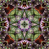 VERBENA BONARIENSIS,  ECHINACEA PURPUREA,  AND STIPA IN ASSOCIATION,  POSTERISED,  MANIPULATED,  KALEIDOSCOPIC