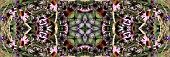 VERBENA BONARIENSIS,  ECHINACEA PURPUREA,  AND STIPA IN ASSOCIATION,  MANIPULATED,  PANORAMIC,  KALEIDOSCOPIC