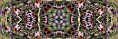 VERBENA BONARIENSIS,  ECHINACEA PURPUREA,  AND STIPA IN ASSOCIATION,  MANIPULATED,  PANORAMIC,  KALEIDOSCOPIC