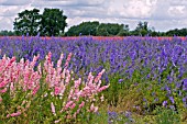 CONFETTI FIELDS,  WICK,  PERSHORE,  JULY,