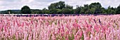 CONFETTI FIELDS,  WICK,  PERSHORE,  JULY