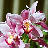 CYMBIDIUM,  ORCHIDS