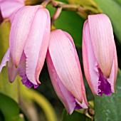 LAELIA,  ORCHIDS