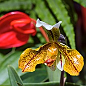 PAPHIOPEDILUM,  ORCHID