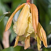 LAELIA,  ORCHID