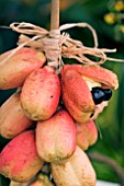 BLIGHIA SAPIDA, (ACKEE)