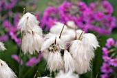 ERIOPHORUM ANGUSTIFOLIUM