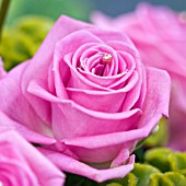ROSE DECORATED WITH A PEARL BEAD