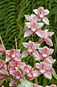 CYMBIDIUM,  ORCHIDS