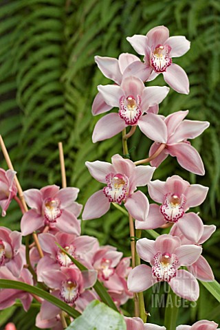 CYMBIDIUM__ORCHIDS