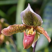 PAPHIOPEDILUM,  ORCHID